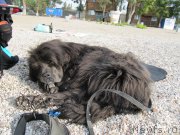 Превью фото № 192231