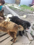 Превью фото № 192257