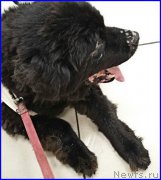 Превью фото № 192268