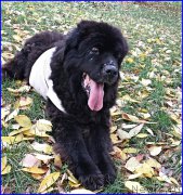 Превью фото № 192270