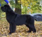 Превью фото № 192288