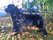 Превью фото № 192291