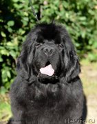 Превью фото № 192303