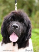 Превью фото № 192304