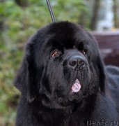 Превью фото № 192309