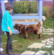 Превью фото № 192385