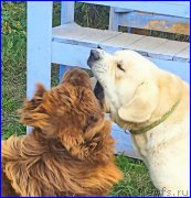 Превью фото № 192407