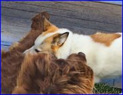 Превью фото № 192408