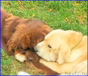 Превью фото № 192424