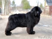 Превью фото № 192468