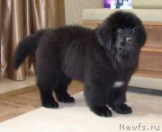 Превью фото № 192471