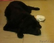 Превью фото № 192477