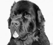 Превью фото № 192496