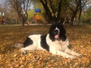 Превью фото № 192603