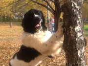 Превью фото № 192604