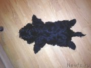 Превью фото № 192623