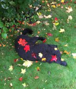 Превью фото № 192697