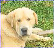 Превью фото № 192708