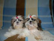 Превью фото № 192733