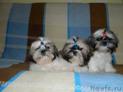 Превью фото № 192734