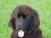 Превью фото № 192794