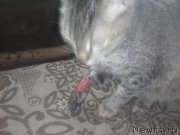 Превью фото № 192816