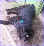 Превью фото № 192854