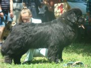 Превью фото № 192872