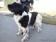 Превью фото № 192876