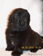 Превью фото № 192890