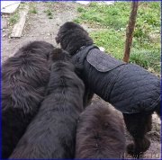 Превью фото № 192934