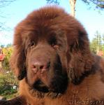 Превью фото № 19296