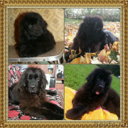 Превью фото № 192974