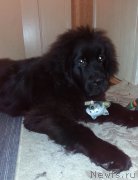 Превью фото № 192981