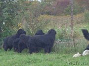 Превью фото № 193013