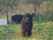 Превью фото № 193023