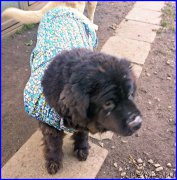 Превью фото № 193045