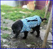 Превью фото № 193049