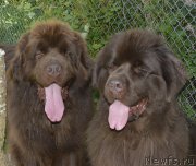 Превью фото № 193069