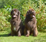 Превью фото № 193071