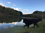 Превью фото № 193182