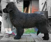 Превью фото № 193215