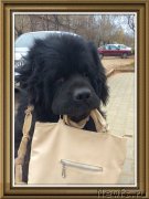 Превью фото № 193216