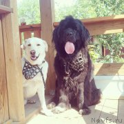 Превью фото № 193372