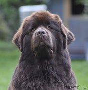 Превью фото № 193723