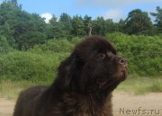 Превью фото № 193766