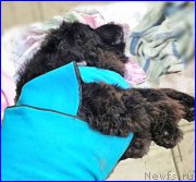 Превью фото № 193793