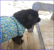 Превью фото № 193819