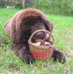 Превью фото № 19384