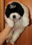 Превью фото № 193845